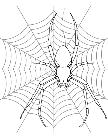 Spider On Its Web Coloring Page